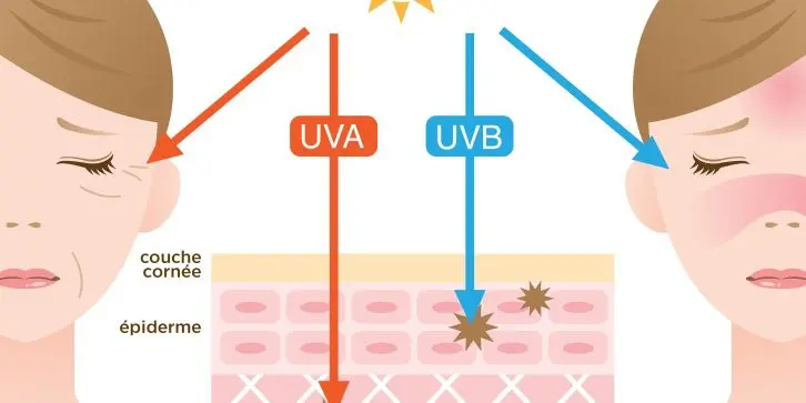 Uva et uvb