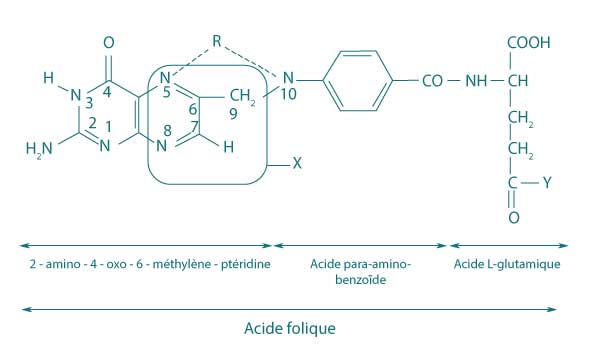 Acide folique