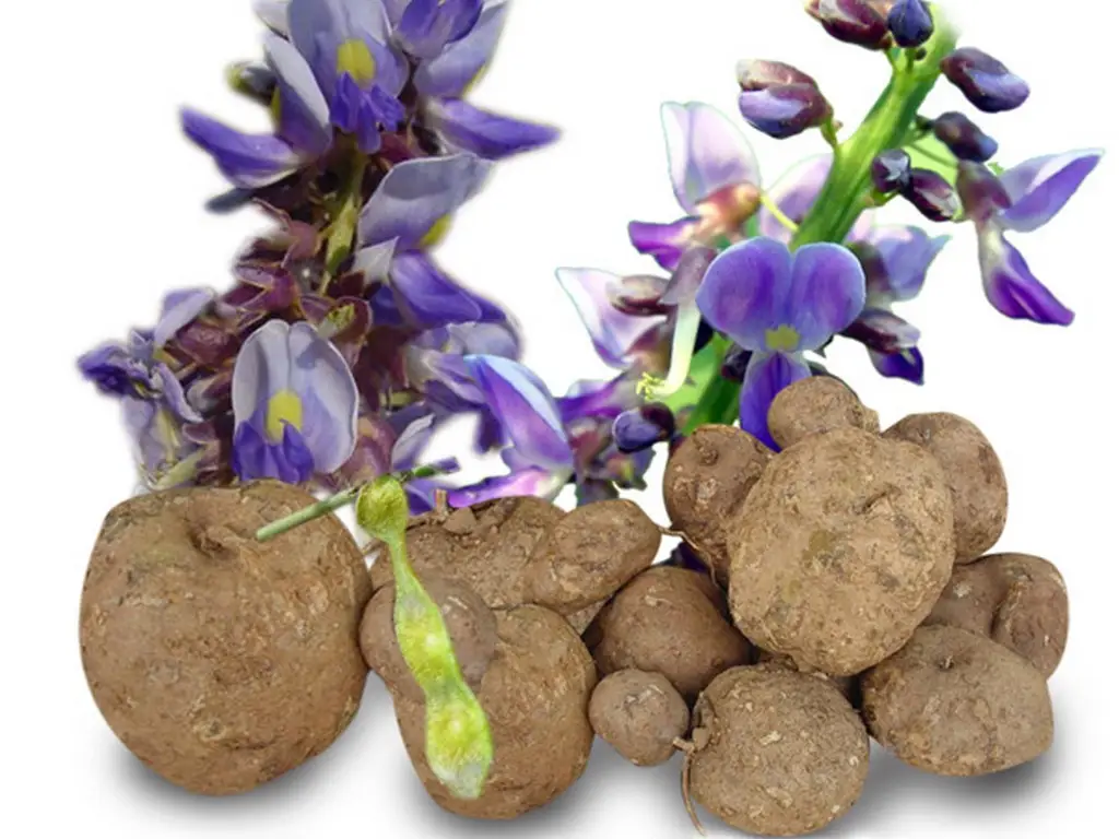 Pueraria mirifica