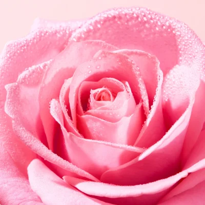 Nuxe very rose lotion tonique fraîcheur 200ml Nuxe very rose lotion tonique fraîcheur 200ml